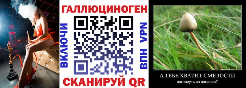 Купить  Выборг  Псилоцибиновые грибы прущие грибы 